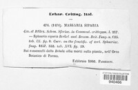 Pleomassaria siparia image